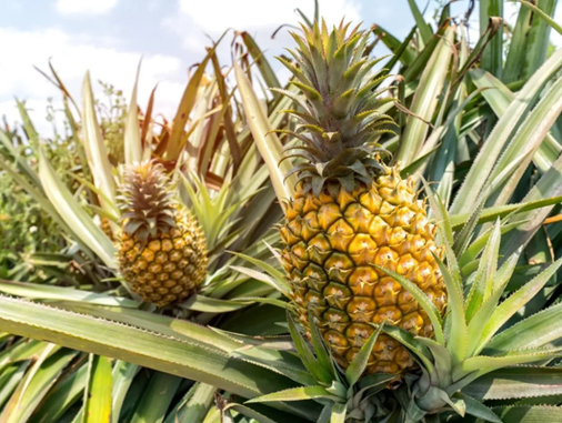 Pineapples growing in a field